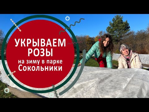 Видео: Укрываем розы на зиму в парке "Сокольники" г. Москва