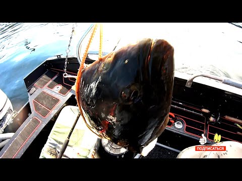 Видео: И снова ПАЛТУС. Рыбалка в Норвегии продолжается.