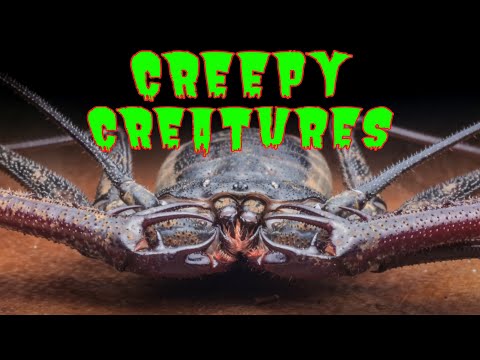 Видео: Топ-10 самых жутких скорпионов, пауков и беспозвоночных в коллективе Тарантула