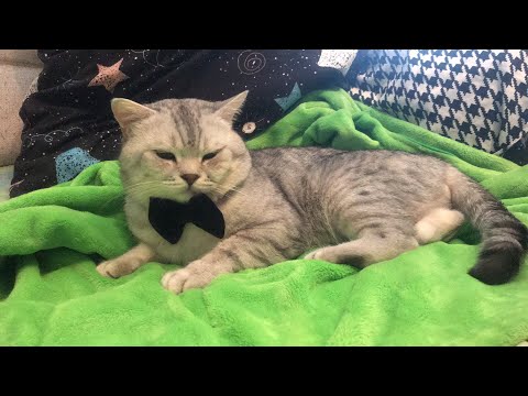 Видео: 🥳Жеш🐈-5 лет! С Днём Рождения!😻💝💞💖