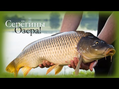 Видео: Серёгины озера! Карпы ломают крючки и рвут леску на раз два  Платная рыбалка в Дмитрове