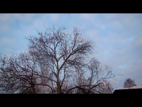 Видео: Ловля Чечёток. (  Западёнка. )