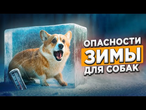 Видео: Собаке НАМНОГО СЛОЖНЕЕ, ЧЕМ ТЕБЕ ЗИМОЙ | Способы защиты от зимних угроз #лавгав