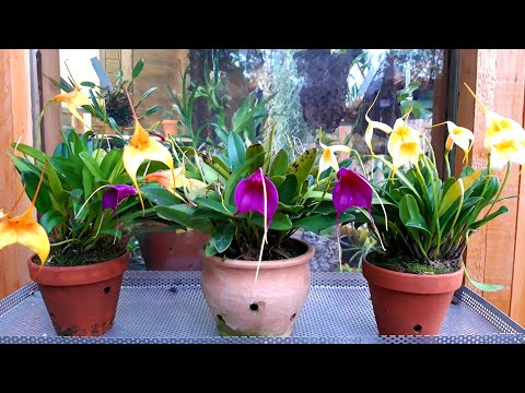 Видео: Орхидеи уход и содержание в период отопления. Масдевалия в домашних  условиях.