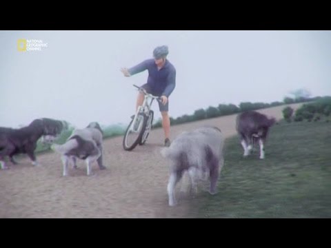 Видео: Советы велосипедисту по защите от собак