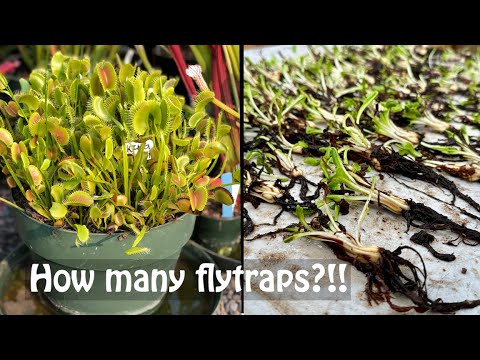 Видео: Пересадка большой колонии венериных мухоловок — 10 лет!