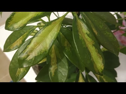 Видео: Шефлера гулларига озука #uybekasi 