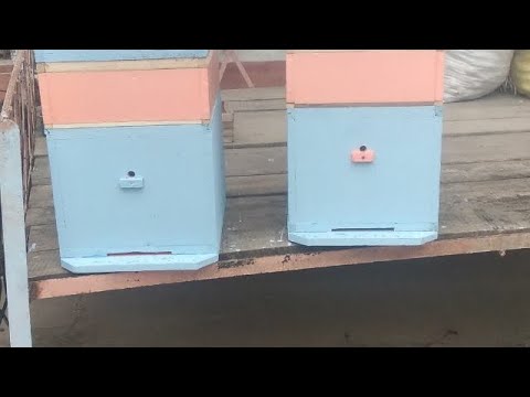 Видео: ППС дан асалари уясини ясаш жараени