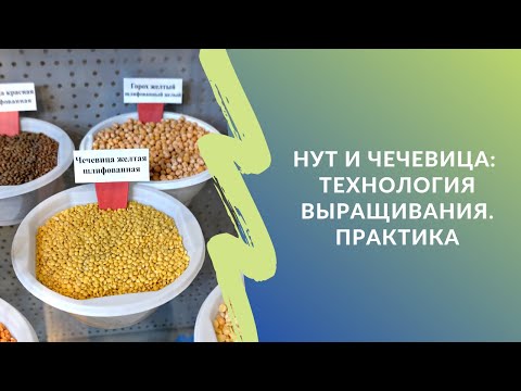 Видео: Нут и чечевица: технология выращивания. Практика