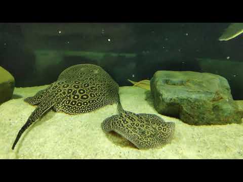 Видео: Мой аквариум (часть 2)