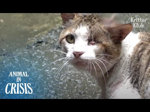 Видео: "Почему люди забивают мне гвоздь в голову?" Кот кричит от боли (Часть 1) | Животное в кризисе EP193