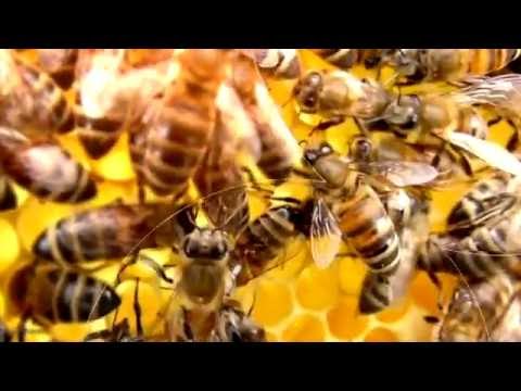 Видео: Выпуск 3. Пчеловод - Кисилев Владимир Николаевич