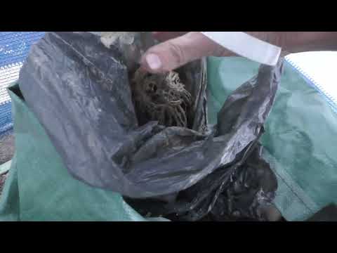 Видео: Порівняння коренів корневласного і привитого саджанця на РР 3309,  101-14.