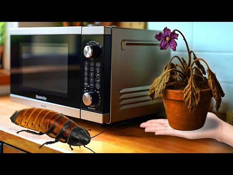 Видео: Месяц Поливал ФИАЛКУ ВОДОЙ с МИКРОВОЛНОВКИ и Вот, Что с Ней Произошло