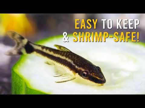 Видео: ПОЛНОЕ руководство по уходу за сомами-отоцинклюсами для начинающих!