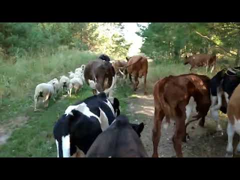 Видео: Дело усложняется. Перегон на новое пастбище овец и коров ВМЕСТЕ.