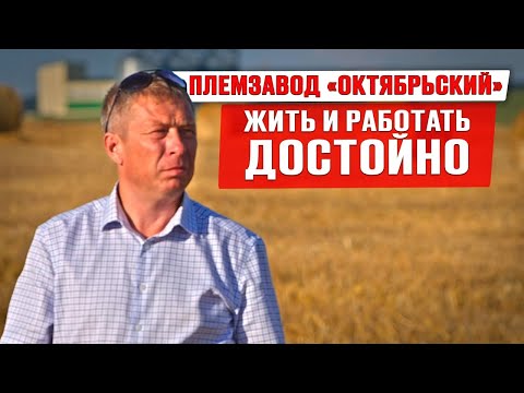 Видео: Жить и работать достойно | Племзавод Октябрьский | Возрождение села | Молодежь в сельском хозяйстве