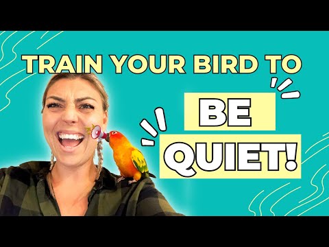 Видео: Как заставить вашего солнечного конуре БЫТЬ ТИХИМ!