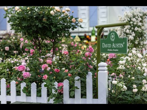 Видео: Обзор Английских роз Дэвида Остина.
