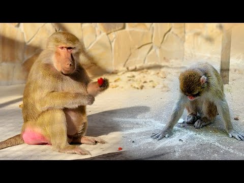 Видео: Рисование у макак в крови! Стая Милы Сан занялась напольной живописью! Феня отказалась от мела