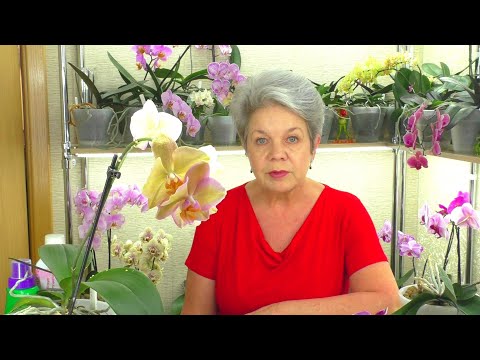 Видео: №5. Ответы на вопросы ИЗ ЖИЗНИ ОРХИДЕЙ 💐 "Вопрос в КОПИЛКУ Знаний" от ПОДПИСЧИКОВ 😊  28.06.2021г.