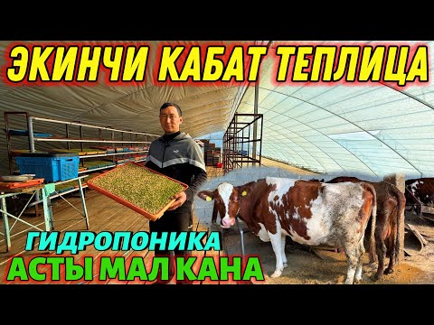 Видео: ГИДРОПОНИКАНЫН ПАЙДАСЫ АЯБАЙ КӨП 💪🏻 #байтв 
