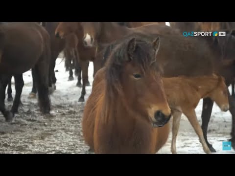 Видео: «СӘЙГҮЛІК СЫНЫ». Жабы жылқысы