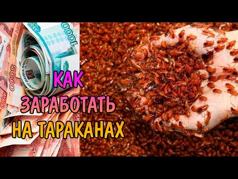 Видео: КАК ЗАРАБОТАТЬ ДЕНЬГИ НА ТАРАКАНАХ. БИЗНЕС НА РАЗВЕДЕНИИ ТАРАКАНОВ