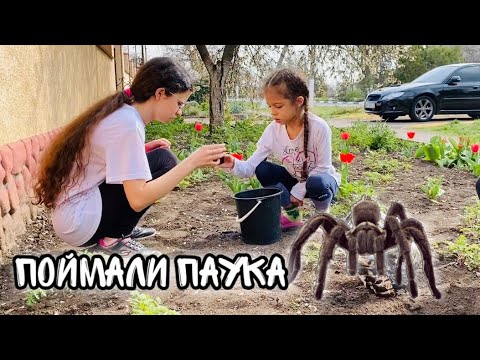 Видео: ВЛОГ ПОЙМАЛИ ПАУКА ТАРАНТУЛА 19.04.2020 / МУРАВЬИ атакуют, пересаживаем цветок НасФиДин Life