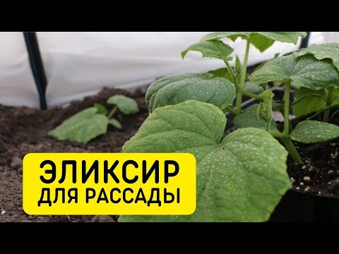 Видео: это средство преобразит вашу рассаду, эликсир для рассады