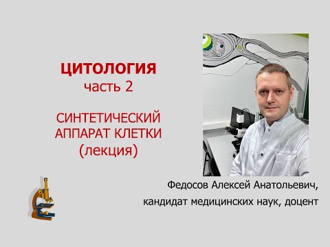 Видео: ЦИТОЛОГИЯ 2. СИНТЕТИЧЕСКИЙ АППАРАТ КЛЕТКИ (лекция по цитологии)