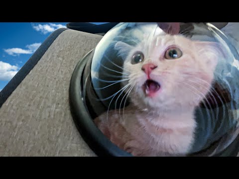 Видео: Мой Котик ПЕРВЫЙ РАЗ видит улицу