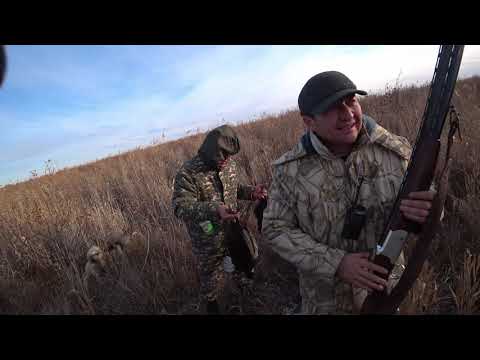 Видео: Қырғауыл, Pheasant, Фазан 191122 Qopa, Qaratal ozeni