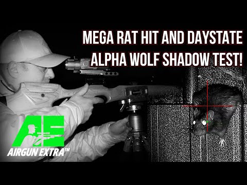 Видео: Airgun Extra | Эпическая охота на крыс с Weihrauch HW110 | Обзор Daystate Alpha Wolf Shadow