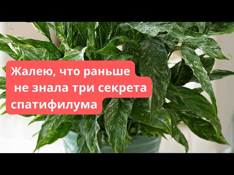 Видео: Спатифиллум Погибает? Вот 3 Способа Его Спасти! 💦☀️