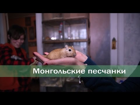 Видео: Монгольские песчанки