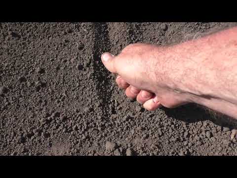 Видео: Как я сею мангольд, итоги всходов.