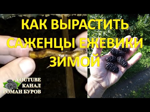 Видео: Как выращивать саженцы ЕЖЕВИКИ зимой корневыми черенками. Как размножать ежевику без шипов.