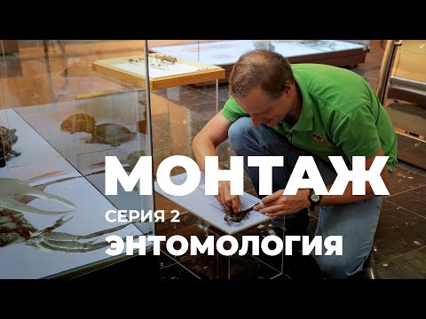 Видео: ПЧЕЛЫ, НАРЫВНИК и маленькая божья коровка. Монтаж выставки.