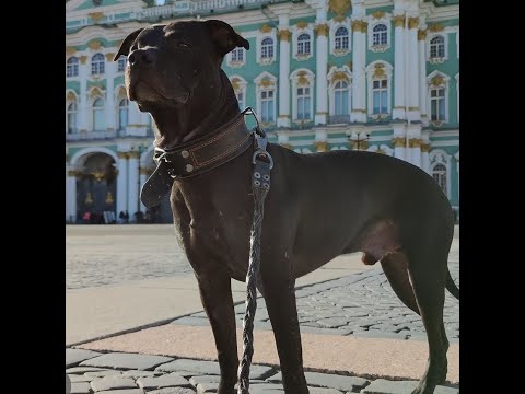 Видео: Прощай Мой Роша