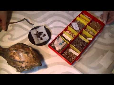 Видео: Лагенария. Как посадить лагенарию.