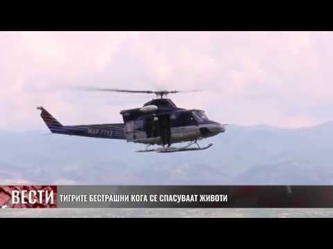 Видео: Тигрите бестрашни кога се спасуваат животи