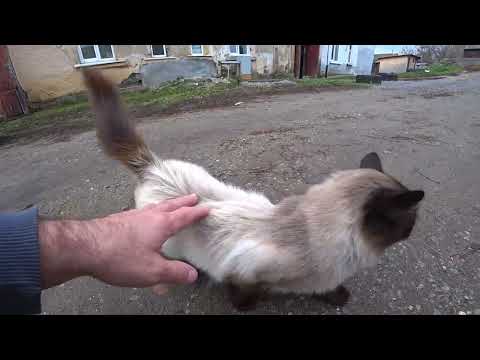 Видео: В белом доме..