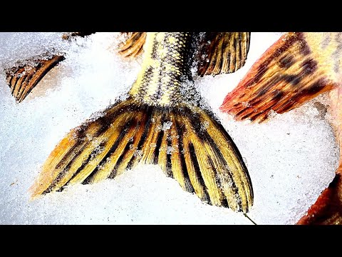 Видео: ЩУЧЬЯ ТРОПА НАЙДЕНА! ТРОФЕЙ СЕЗОНА ПОЙМАН / ПОСЛЕДНИЙ ЛЁД