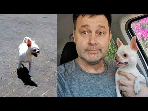 Видео: История потеряшки по имени Чупа. Мы не могли пройти мимо