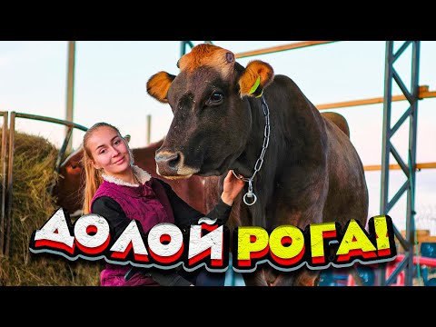 Видео: Убрали Рога у Коров. Переделываем электрику | Молодая Ферма