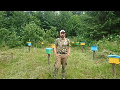 Видео: Близьке схрещування маток🐝