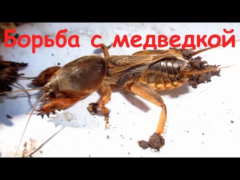 Видео: Отличный способ борьбы с медведкой