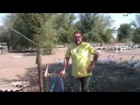Видео: Мой фильм о гусиной ферме