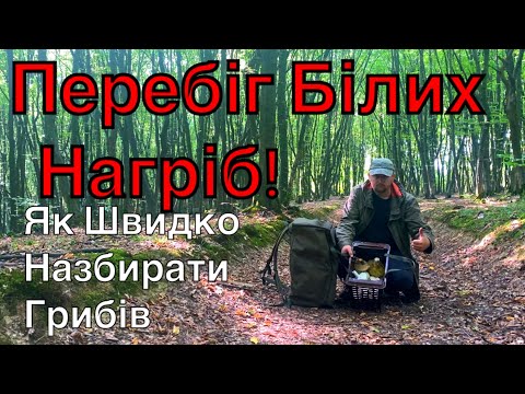 Видео: Ранкова Пробіжка по Лісу Закінчується з Дуже Гарним Результатом!! Білі Гриби на Переломі